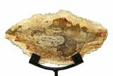 Petrified Wood (Tropical Hardwood) Slab with Stand - Indonesia #271145-1